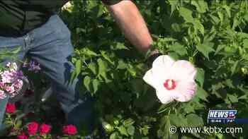 Weekend Gardener: Some flowers can take the Texas heat - KBTX