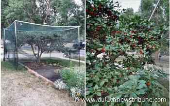 How a local gardener kept the birds from stealing his bumper crop of cherries - Duluth News Tribune