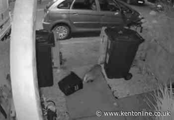 Badger's late-night food raid caught on camera - Kent Online