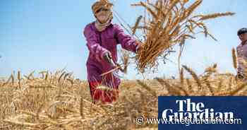 Global food supplies will suffer as temperatures rise – climate crisis report - The Guardian