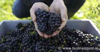 Cathal McBride on wine: The many marvellous sides of pinot noir - Business Post