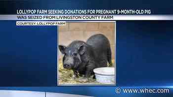 Lollypop Farm gives update on pregnant 9-month-old pig seized from Livingston County farm