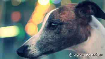 TasRacing chief sent for communications training after 'intense' meeting over rehoming greyhounds