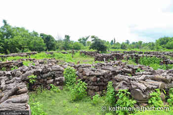 Timber worth millions missing from Kapilvastu community forest - The Kathmandu Post