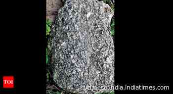 Telangana: 6.5 crore-year-old fossils found in Sitagondi forest of Adilabad - Times of India