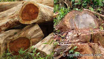 Tree felling: Forest department blames Revenue Department; investigation report surfaces - കേരള കൌമുദി