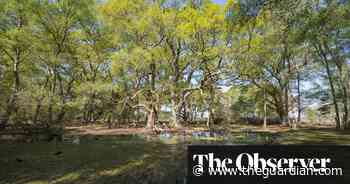 Paradise regained in the New Forest: no planes, no people. Just one man and nature - The Guardian
