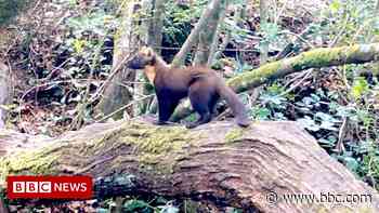 Hidden cameras spot New Forest pine marten - BBC News
