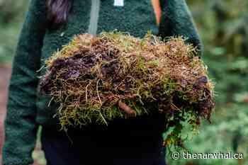 Meet Cheakamus: the only community forest in BC to develop carbon offsets - The Narwhal
