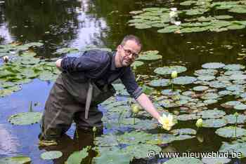 Heilige lotus verwelkomt bezoekers in volle glorie (Kalmthout) - Het Nieuwsblad