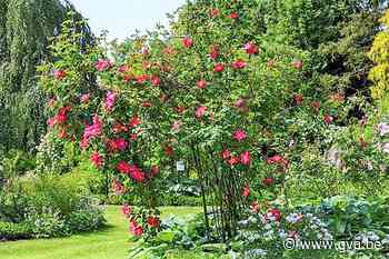 Plantencentrum Arboretum biedt eerste hulp bij klimaattuinie... (Kalmthout) - Gazet van Antwerpen