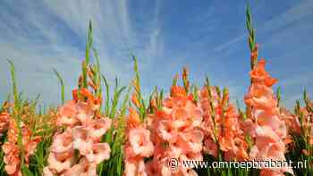Geniet van deze zonnige zondag, want voorlopig halen we 20 graden niet meer - Omroep Brabant