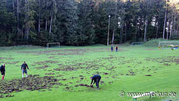 Sorge vor Rückkehr der Wildschweine - Merkur Online