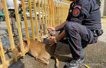 CAPUA – Capriolo incastrato in un recito della diga Enel, salvato dai carabinieri - Paesenews