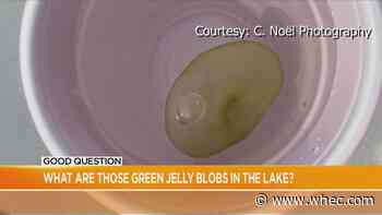 Good Question: What are those green jelly blobs in the lake?