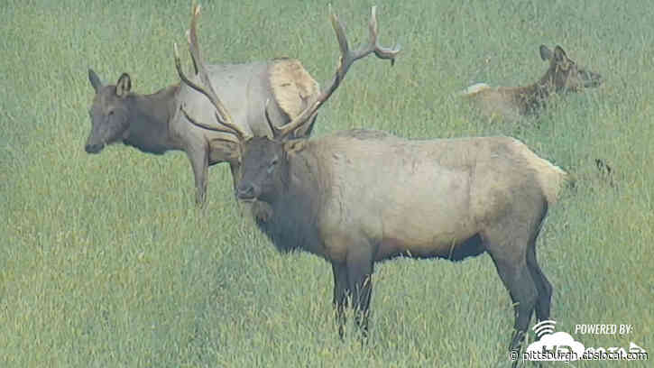 Pa. Game Commission Re-Launches Elk Cam