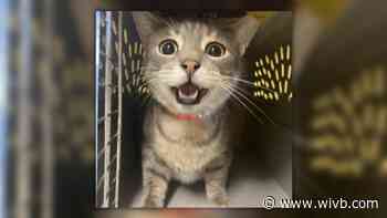 Ten Lives Club offering reduced adoption fee to get over 100 cats adopted