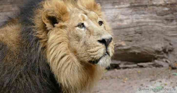 Altersschwacher Löwe Subali eingeschläfert