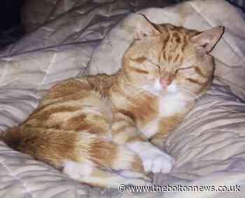 Owner distraught after cat killed by dogs in Horwich - The Bolton News