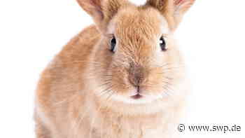 Tierheim Ulm: Einzigartig im Land: Das neue Tierheim - SWP