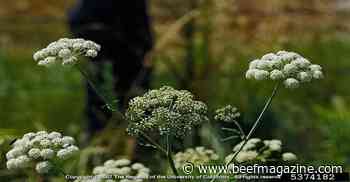 Beware of toxic plants