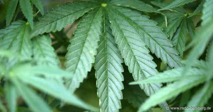 Forstarbeiter findet Cannabis-Plantage im Wald