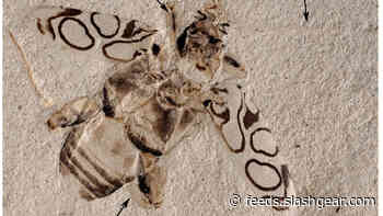 Incredibly well-preserved ancient beetle dubbed Attenborough’s Beauty