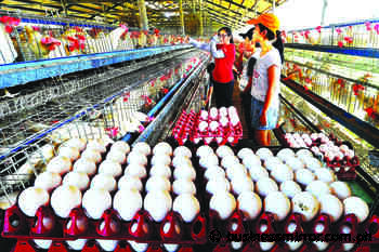 Chicken eggs output soars, raisers fret as prices crash | Jasper Y. Arcalas - Business Mirror