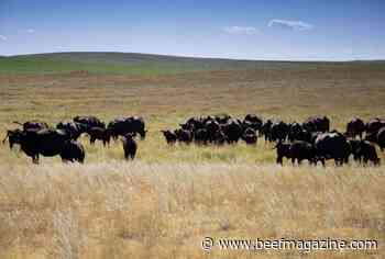 A First Look at Fall/Winter Stocker Grazing