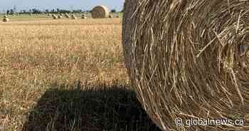 CFA working on initiative to send hay from Eastern Canada to Western farmers