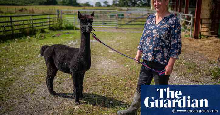 Geronimo the alpaca’s future to be decided at hearing, says vet
