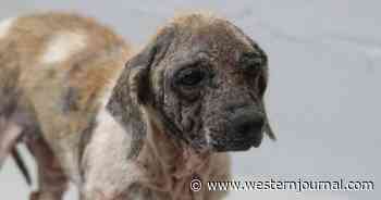 24 Dogs Rescued from Horrific Hoarding Situation, Found Living in Cages Littered with Feces and Skeletal Remains