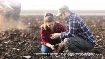 Grain Growers of Canada push farmers' priorities ahead of election - Lethbridge News Now