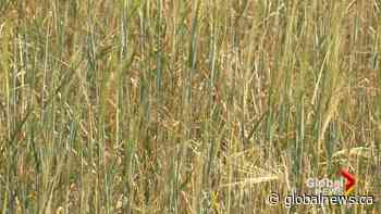 Drought conditions impacting cattle prices across the Prairies