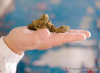 Nurses say education should take priority in medical marijuana market — Greenway Magazine - Greenway