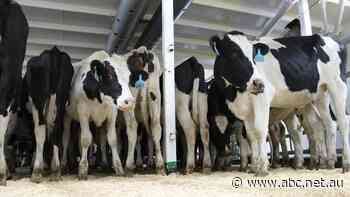 While China has banned sawlogs, it is still taking Australia's livestock in good volumes