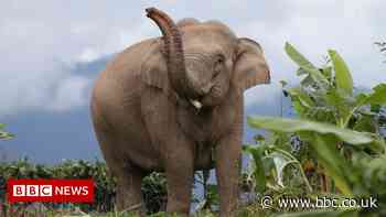 There and back again: The epic adventures of China's wandering elephants