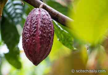 Analysis of Structural Variants in Cacao Genomes Yields Clues About Plant Diversity