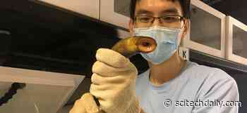 Using Sea Lampreys’ Natural Instincts Against Them – Controlling a Destructive Invasive Species