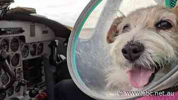 Too much bad news around? Here's a story about pups on planes