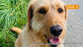 Warum die Trauer um ein geliebtes Tier einsam machen kann - Augsburger Allgemeine