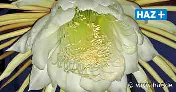 Hemmingen Arnum: Zimmerpflanze Königin der Nacht zeigt seltene Blüte - Hannoversche Allgemeine