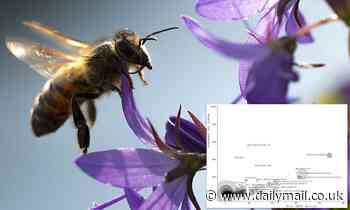 Angry bees produce higher quality venom that could help against Parkinson's, osteoarthritis: study