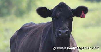 Keep these considerations top of mind to adjust cattle herd size