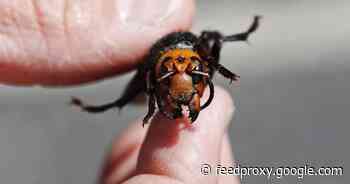 Murder hornets are back and that could be bad news for bees     - CNET