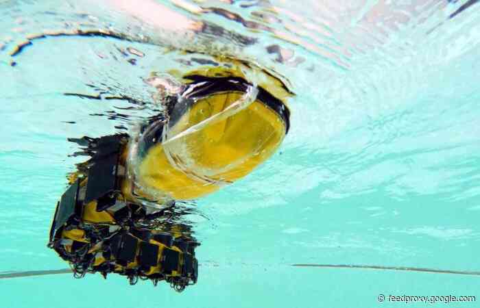 Robotic fish provides insights into locomotion and neuroscience