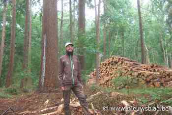Lembeekse Bossen worden weerbaarder voor klimaat van de toekomst: “Ook bossen moet je fit houden”