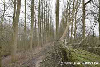150 bomen gekapt op Doornendijk: “Werken voor de veiligheid”