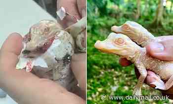 Florida zoo welcomes baby albino alligator siblings born to albino parents, second time in two years