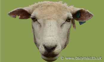 Lambs can identify their mother through her bleats, study finds